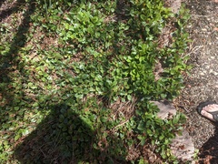 Angiospermae