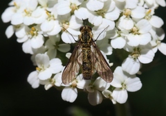 Thevenetimyia luctifera