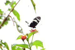 Heliconius cydno