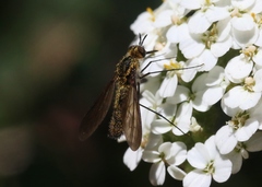 Thevenetimyia luctifera