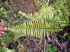 Asplenium horridum