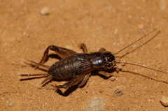 Miogryllus