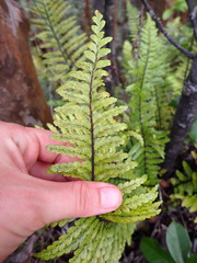 Asplenium horridum
