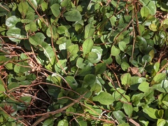 Angiospermae