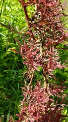 Astilbe japonica
