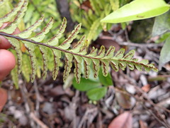 Asplenium horridum