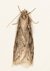 Semioscopis aurorella