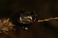 Rhyssocephala rufonotata