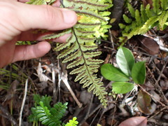 Asplenium horridum