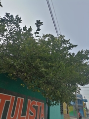 Citrus × aurantiifolia