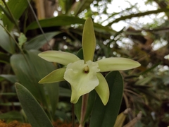 Rhyncholaelia glauca