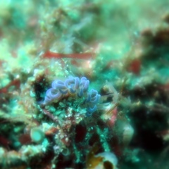 Phyllodesmium macphersonae