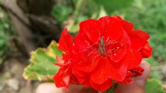 Peucetia rubrolineata