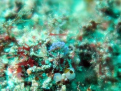 Phyllodesmium macphersonae
