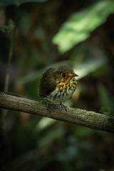 Grallaricula flavirostris