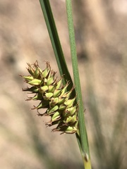 Carex serratodens