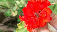 Peucetia rubrolineata