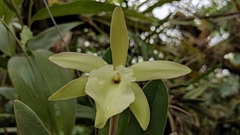 Rhyncholaelia glauca