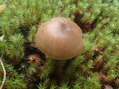 Entoloma aromaticum