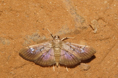 Microthyris anormalis