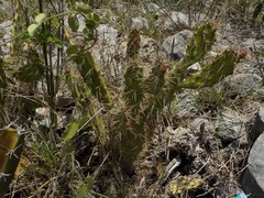 Opuntia inaperta