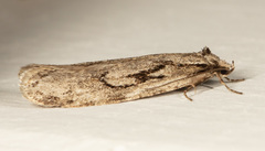 Semioscopis aurorella