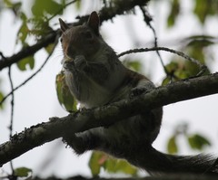 Sciurus carolinensis
