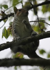 Sciurus carolinensis