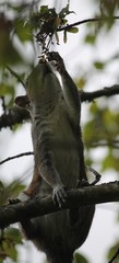 Sciurus carolinensis