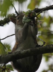 Sciurus carolinensis