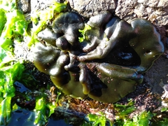 Codium convolutum