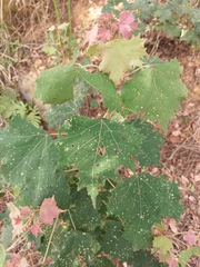 Mallotus paniculatus formosanus