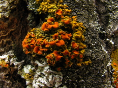 Xanthomendoza montana