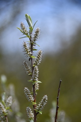 Salix candida
