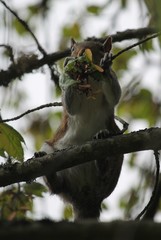Sciurus carolinensis