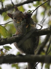 Sciurus carolinensis