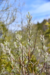 Salix candida