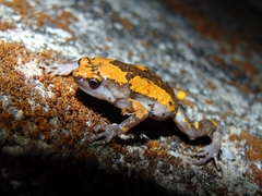 Uperodon triangularis