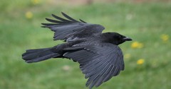 Corvus brachyrhynchos