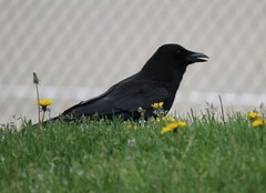 Corvus brachyrhynchos