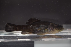Aphredoderus sayanus gibbosus