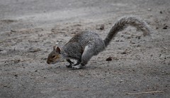 Sciurus carolinensis