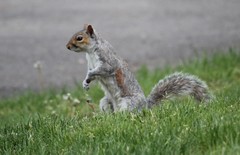 Sciurus carolinensis
