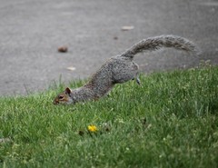 Sciurus carolinensis