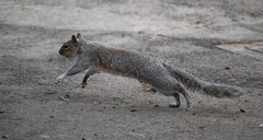 Sciurus carolinensis