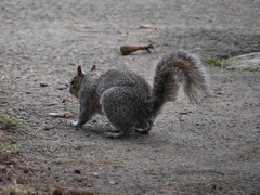 Sciurus carolinensis