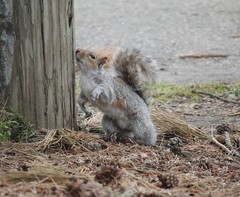 Sciurus carolinensis