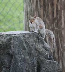 Sciurus carolinensis