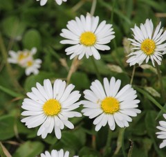 Bellis perennis