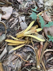 Pterospermum acerifolium